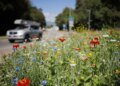 Experts gather in Davos to tackle biodiversity crisis