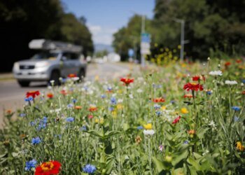Experts gather in Davos to tackle biodiversity crisis