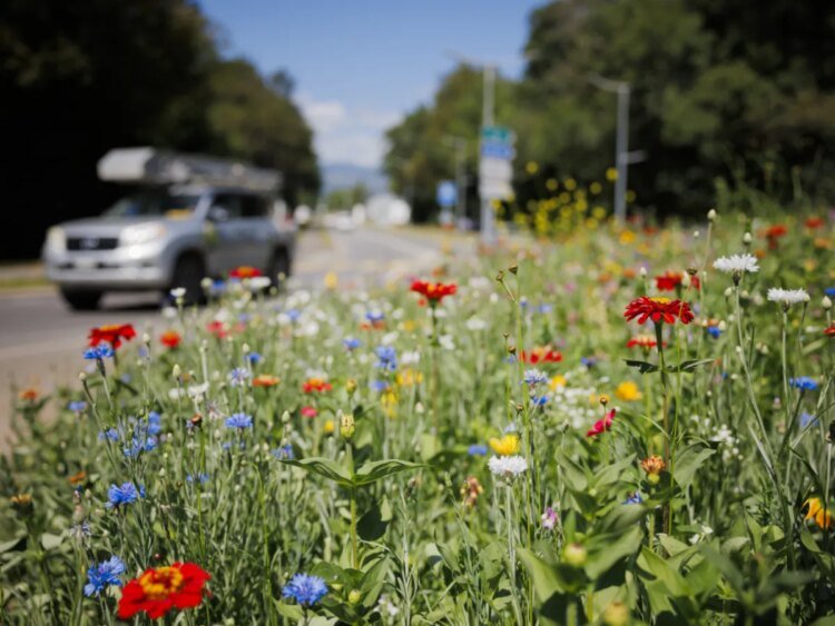 Experts gather in Davos to tackle biodiversity crisis