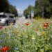 Experts gather in Davos to tackle biodiversity crisis