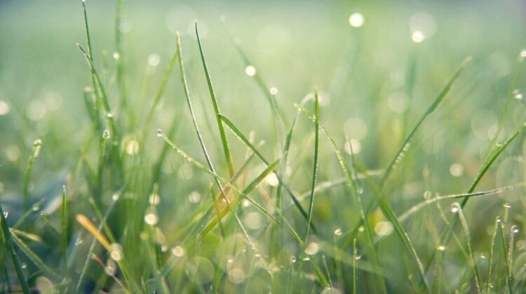 Weather in Ukraine on June 14: rains, thunderstorms and temperature up to 26°