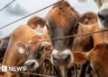 Flesh-eating screwworm: Canada bans Texas over US outbreak