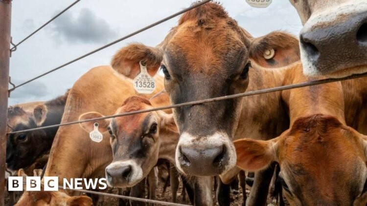 Flesh-eating screwworm: Canada bans Texas over US outbreak