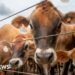 Flesh-eating screwworm: Canada bans Texas over US outbreak