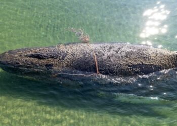 ‘On shore, their weight becomes deadly’: Why it’s hard to help a stranded whale