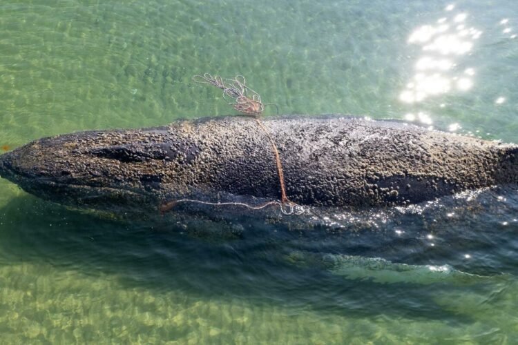 ‘On shore, their weight becomes deadly’: Why it’s hard to help a stranded whale