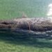‘On shore, their weight becomes deadly’: Why it’s hard to help a stranded whale