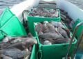 Tons of fish must be discarded in Uummannaq