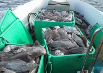 Tons of fish must be discarded in Uummannaq