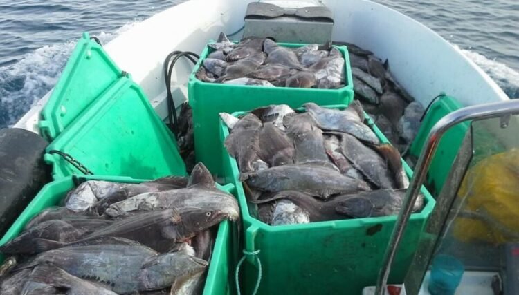 Tons of fish must be discarded in Uummannaq