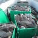 Tons of fish must be discarded in Uummannaq