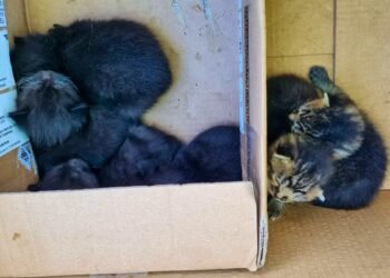 45 cats in the Messie household – the veterinary office intervened eight months too late