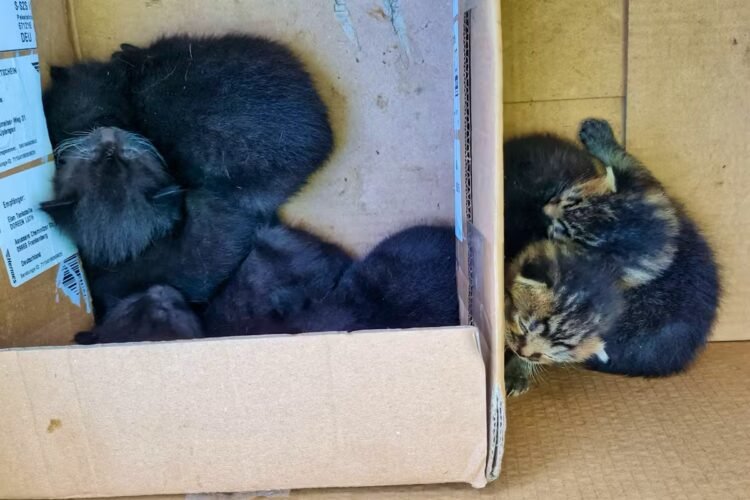 45 cats in the Messie household – the veterinary office intervened eight months too late