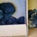 45 cats in the Messie household – the veterinary office intervened eight months too late
