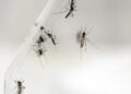 Health: The Pasteur Institute is working on a new vaccine against chikungunya