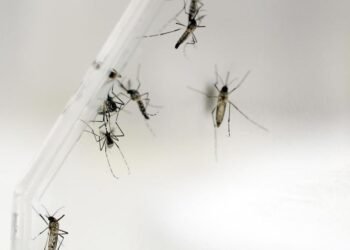 Health: The Pasteur Institute is working on a new vaccine against chikungunya
