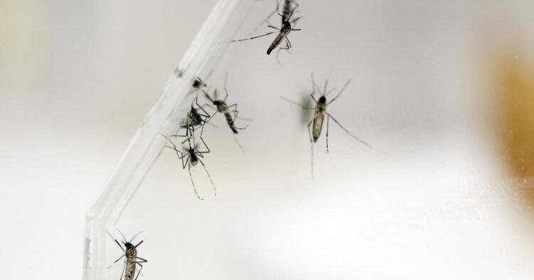 Health: The Pasteur Institute is working on a new vaccine against chikungunya