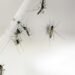 Health: The Pasteur Institute is working on a new vaccine against chikungunya