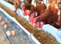 An optical technique would allow us to know the sex of chicken eggs before they hatch