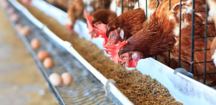 An optical technique would allow us to know the sex of chicken eggs before they hatch