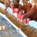 An optical technique would allow us to know the sex of chicken eggs before they hatch