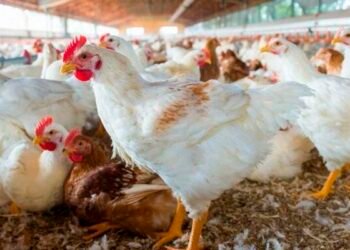 Chicken shortage in T&T | News Extra