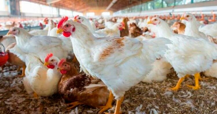 Chicken shortage in T&T | News Extra