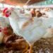 Chicken shortage in T&T | News Extra