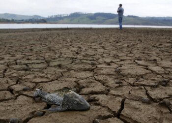 4-minute showers and watering gardens at dawn: urgent measures requested by the authorities to confront the El Niño phenomenon in the Valley