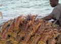 Mailis: US 15% global tariff on crawfish will hurt American consumers | Business