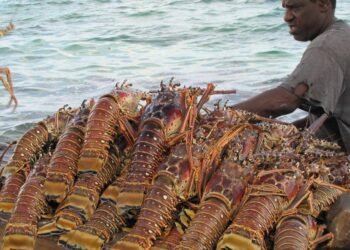 Mailis: US 15% global tariff on crawfish will hurt American consumers | Business