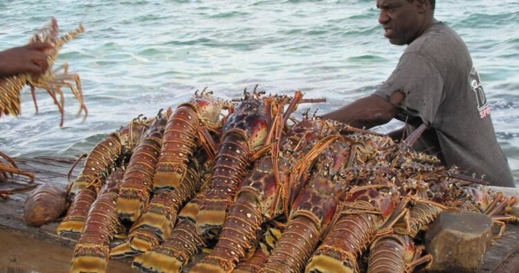 Mailis: US 15% global tariff on crawfish will hurt American consumers | Business