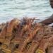 Mailis: US 15% global tariff on crawfish will hurt American consumers | Business