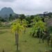 Escaping the Urban Grind: Guangxi’s ‘Wild Homestay’ Model Boosts Eco-Tourism and Rural Revitalization