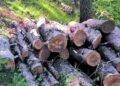 Wood production goes from 240 tons to 765 in 2025