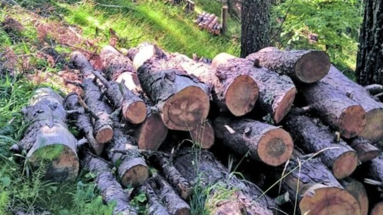 Wood production goes from 240 tons to 765 in 2025