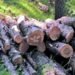 Wood production goes from 240 tons to 765 in 2025