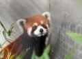 After more than a decade, Taiwan receives red pandas from China for its zoo