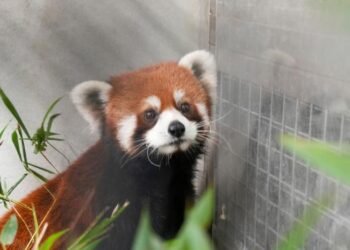 After more than a decade, Taiwan receives red pandas from China for its zoo