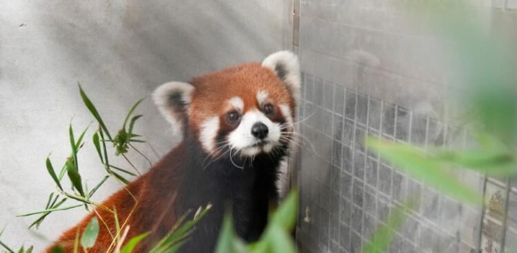 After more than a decade, Taiwan receives red pandas from China for its zoo