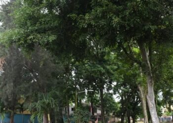 In Los Molinos they fear that damaged trees will fall on their homes