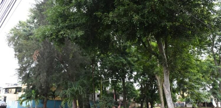 In Los Molinos they fear that damaged trees will fall on their homes