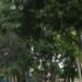In Los Molinos they fear that damaged trees will fall on their homes