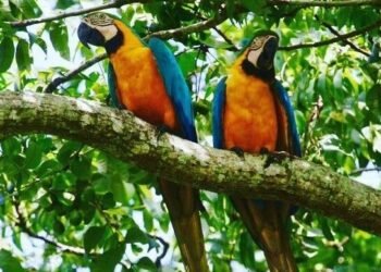 Tour operators call for reopening of Bush Bush Sanctuary | Local News
