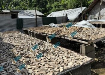 U.S. kava buyer expecting 100 tonnes for 500 bars returns with only four containers | News