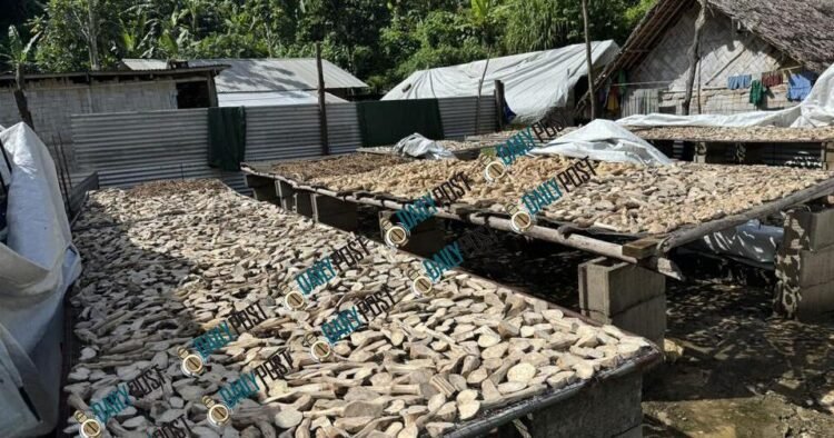 U.S. kava buyer expecting 100 tonnes for 500 bars returns with only four containers | News
