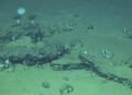They find the largest and deepest whale cemetery, with remains 3.5 million years old
