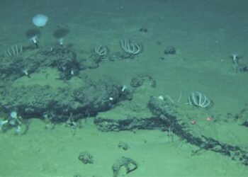 They find the largest and deepest whale cemetery, with remains 3.5 million years old