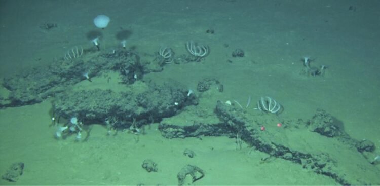 They find the largest and deepest whale cemetery, with remains 3.5 million years old