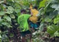 Vanuatu to bring in biological control for ‘big leaf rope’ | News